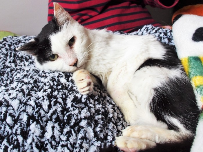 まだまだイケメンの爺さま