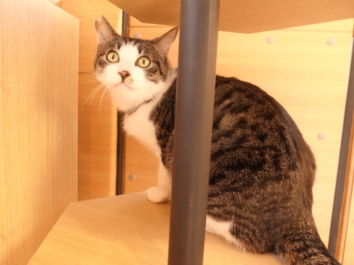 みんな晴れ舞台、オシャレしています