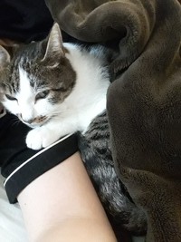 腕に寄り添い、甘えるシドくん