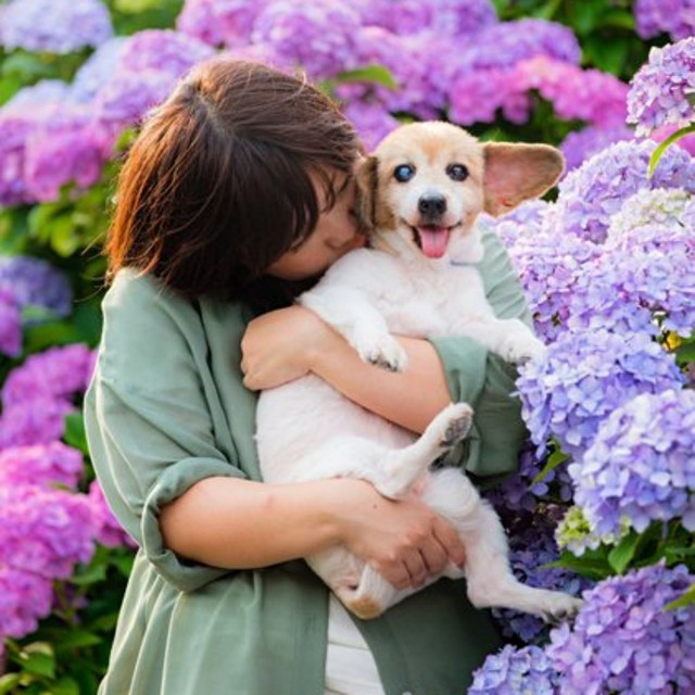 紫陽花を背景に飼い主さんとツーショットで写真を撮るひめちゃん（画像提供：ひめたそ 17歳ミックス犬さん）