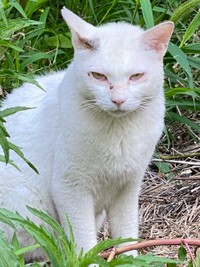 泥水をすすって生きていた＝たにゃさん（@kabukinoraneko）提供