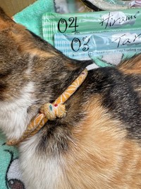 MARVELママさんの自宅庭で息を引き取っていた三毛猫（画像提供：MARVELママさん）