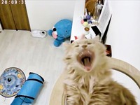 時には大きなあくびを見せてくれることもあるつきみくん（画像提供：つきみねこさん）