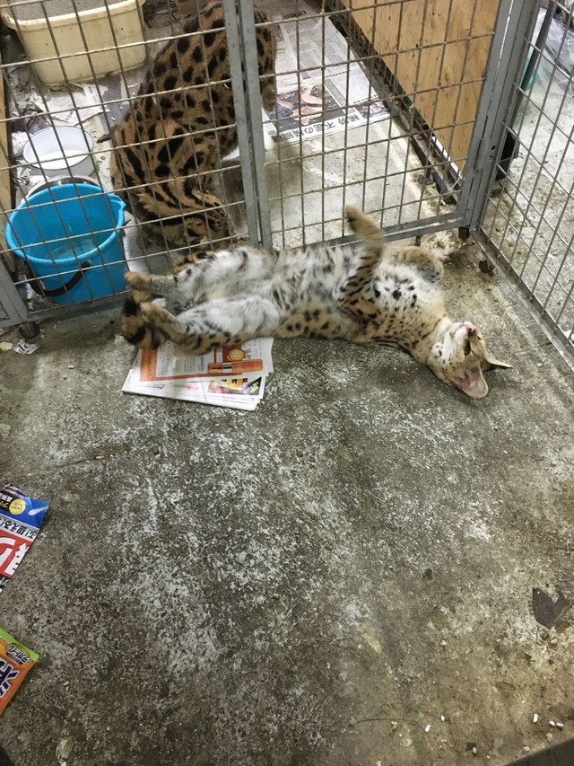 取材の日会えなかった子②（画像提供：登田さん）