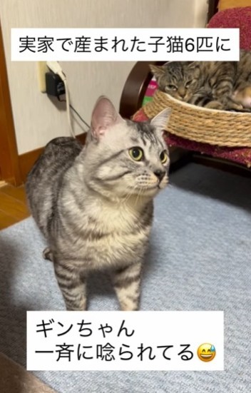 キジトラのギンちゃん。子猫たちにうなられてキョトン顔（shihoさん提供、Instagramよりキャプチャ撮影）