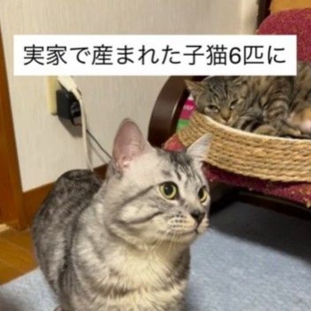 キジトラのギンちゃん。子猫たちにうなられてキョトン顔（shihoさん提供、Instagramよりキャプチャ撮影）