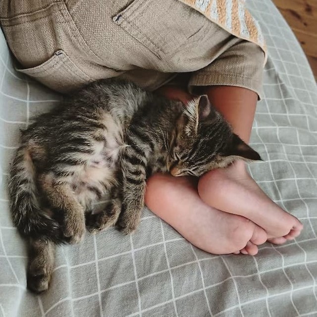 子猫の頃からずっと甘えん坊