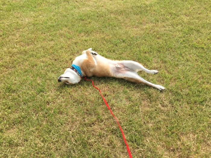 ひなたぼっこが好きなら寝転がることもごほうび（岡田友里香先生提供）