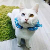 飼い主さんを見上げる雪丸さん。宝石のような瞳がゴージャスです（画像提供：MomoKotaさん）