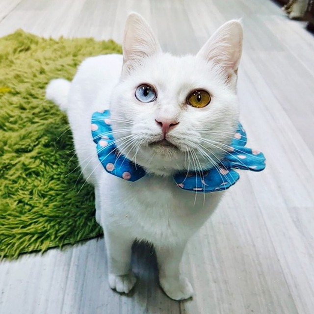 飼い主さんを見上げる雪丸さん。宝石のような瞳がゴージャスです（画像提供：MomoKotaさん）