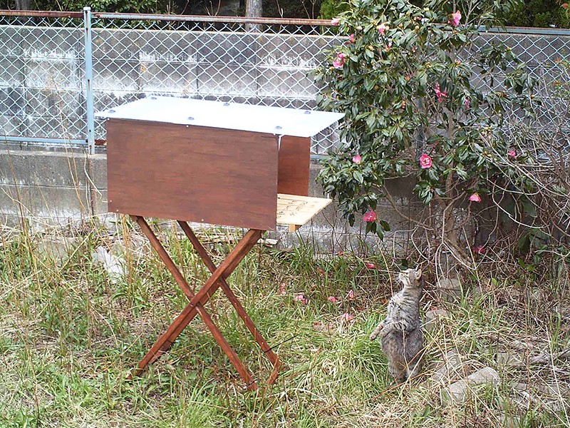 2014年、木製餌台を覗く猫　（浪江町の帰還困難地域）