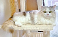 ツンデレなところも魅力のめるちゃん（画像提供：めるちゃんだよさん）