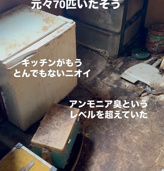 もともと70匹の猫がいたという現場。きついアンモニア臭が漂っていた（「ねころび」さん提供、Instagramよりキャプチャ撮影）