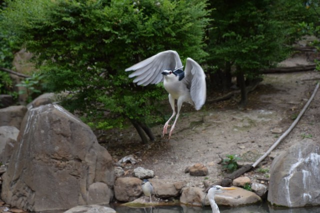 一見鳥が羽ばたく美しい写真ですが…（画像提供：おこめさん）