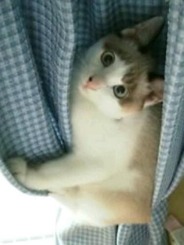 家にきたころの「び助」