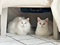 こたつの中は猫さんが占拠！？（左から）くうちゃん、ねるくん（画像提供：くうねるさん）