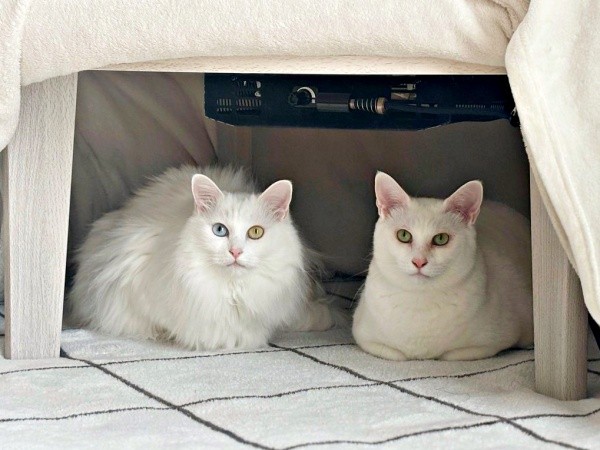 こたつの中は猫さんが占拠！？（左から）くうちゃん、ねるくん（画像提供：くうねるさん）