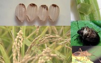 水稲に被害懸念「斑点米カメムシ類」の発生注意報を発表　香川県
