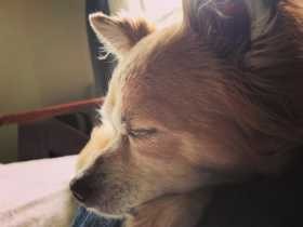 首をかしげて話を聞くフリをするのが特技　チワワの「小梅」