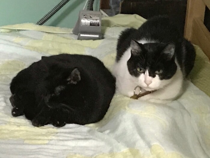 生まれてからずっと一緒のはながいなくなった後、小梅は夜鳴きを始めたのです（早苗さん提供）