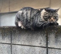 身体の大きさとボス猫級の貫禄から、「シシリアンマフィア」「組長」と呼ばれていた野良猫時代のデカッちくん（画像提供：パクもりさん）