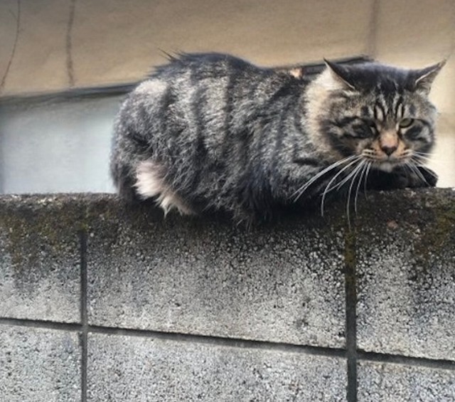 身体の大きさとボス猫級の貫禄から、「シシリアンマフィア」「組長」と呼ばれていた野良猫時代のデカッちくん（画像提供：パクもりさん）