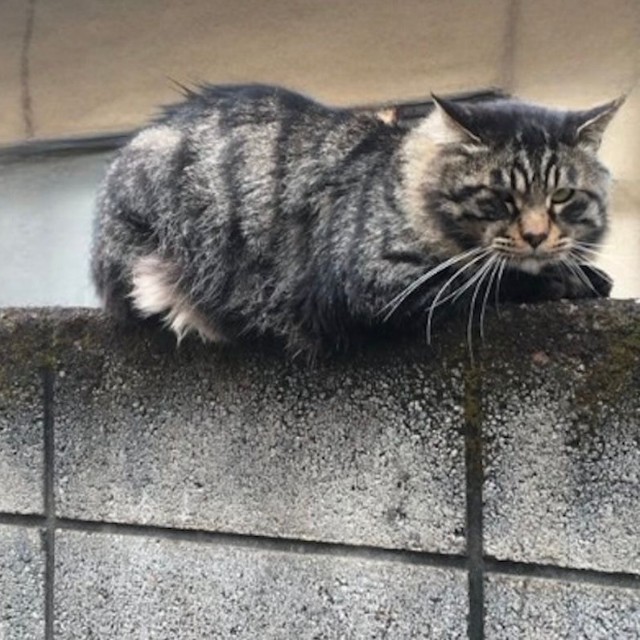 身体の大きさとボス猫級の貫禄から、「シシリアンマフィア」「組長」と呼ばれていた野良猫時代のデカッちくん（画像提供：パクもりさん）