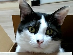 段ボールから「ドヤ顔」　食いしん坊なミックス猫の「ヒー」