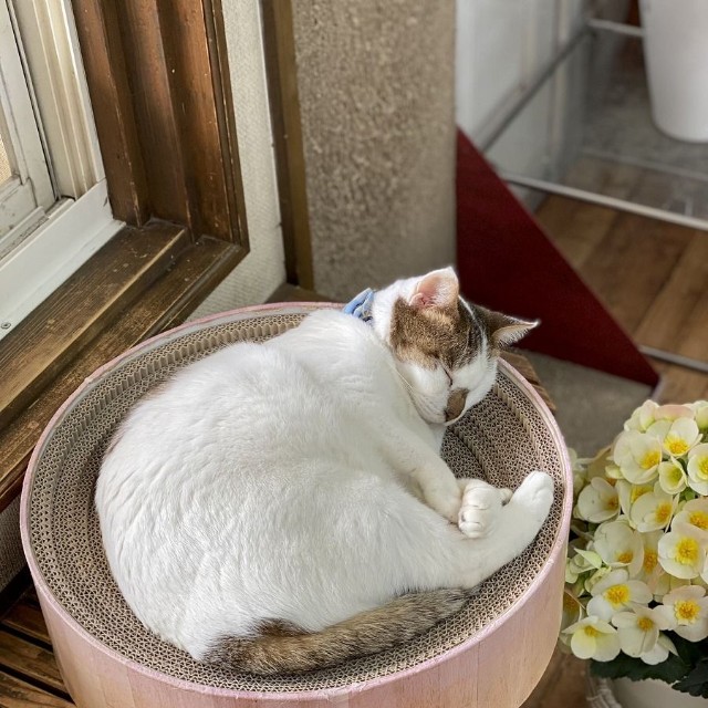 スヤァ…安心しきって眠る、ちびちゃん（画像提供：こもぎぎさん