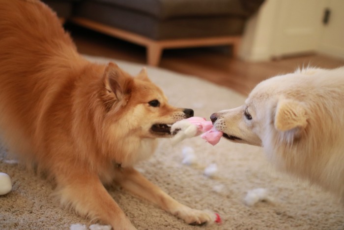 オモチャで綱引きする大福