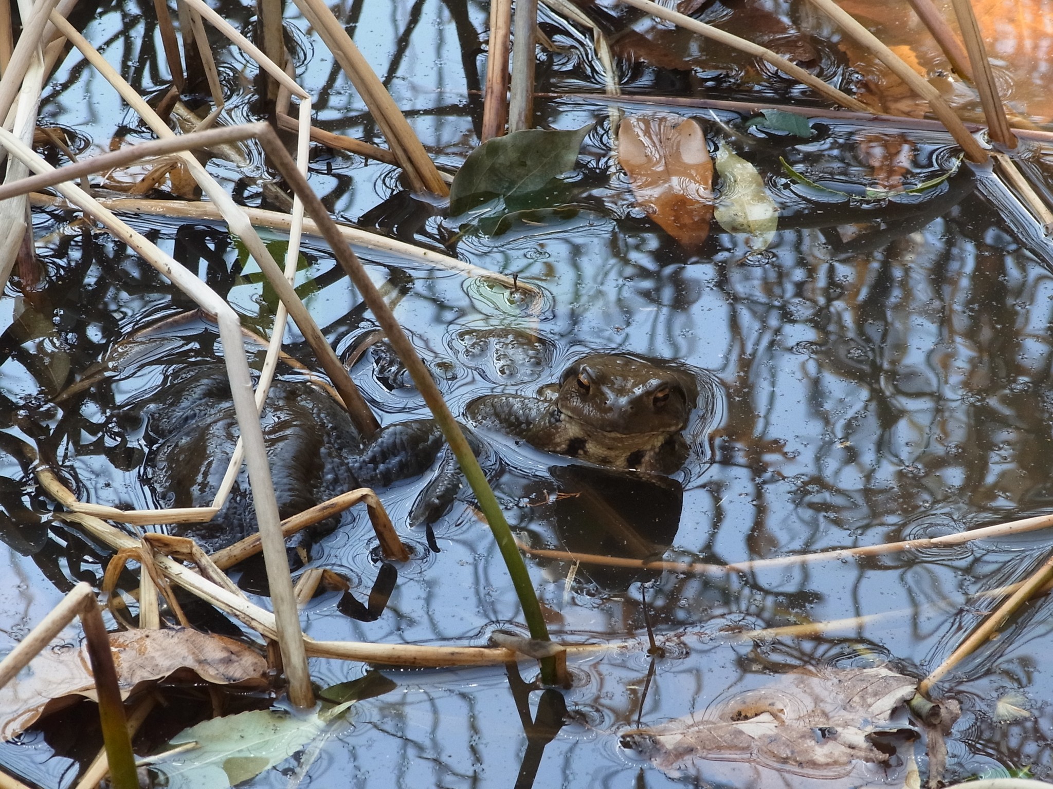 カエルが苦手な人は、離れてみて」公園の大人向けに掲示されたポスター