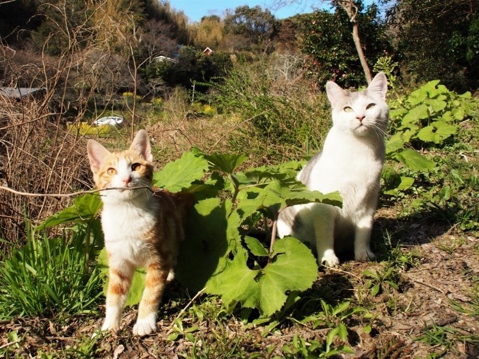 自然がいっぱいの里山で暮らす猫たち。「里山の仲間たち」より　（寄りそう猫 / 辰巳出版）