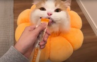 爪切りを頑張ったご褒美におやつをもらいました（「猫のレモンちゃんねる」さん提供、YouTubeよりキャプチャ撮影）