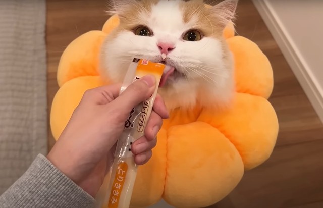 爪切りを頑張ったご褒美におやつをもらいました（「猫のレモンちゃんねる」さん提供、YouTubeよりキャプチャ撮影）