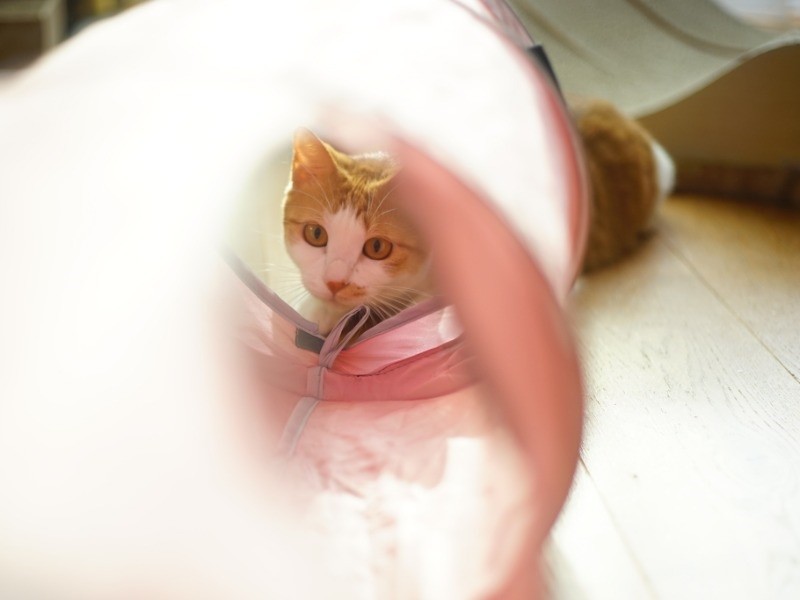 生きているといろんなことがある。でもトンネルを抜けたら