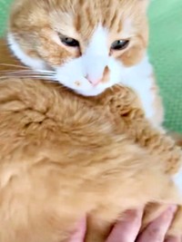 さんてくんのお腹をもみもみするとーー（画像提供：さにたすさんてちくわ丸の人さん）