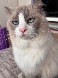 パパ撮影ののあくん。投稿の左写真（「のあこはくLavie」さん提供）