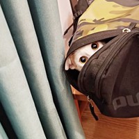 マルちゃんと一緒に暮らし始めて1年、ひょっこり顔をのぞかせます（画像提供：越南猫の日本暮らしさん）