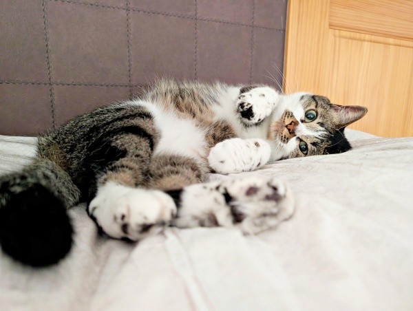 ベッドの上でゴロン！ 飼い主さんを見つめるかるびちゃん（画像提供：みけねこざっきーさん）