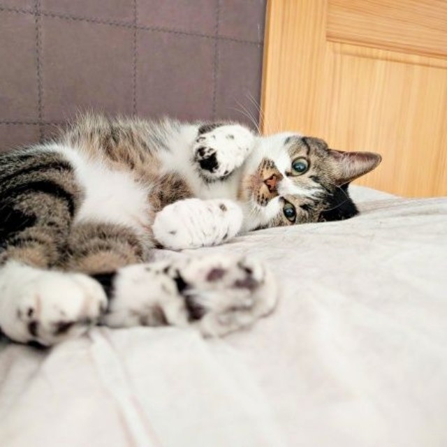 ベッドの上でゴロン！ 飼い主さんを見つめるかるびちゃん（画像提供：みけねこざっきーさん）