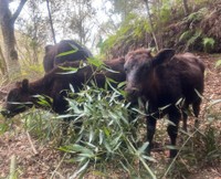 放牧によって荒れ果てた山林を切り拓いてくれる牛たち（森川放牧畜産さん提供）
