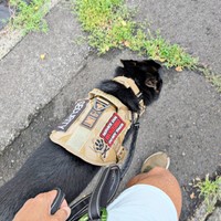 かっこいいハーネスをつけて散歩するカムイくん（画像提供：ばいぱー viper__503 避難所さん）