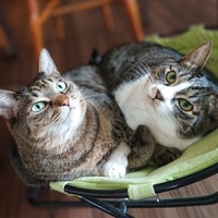 ケンカをしてもすぐ仲直り！ （左から）妹・かまどちゃん、姉・ななちゃん（画像提供：たまご@猫とごはんさん）