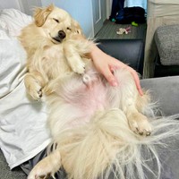 作業をする飼い主さんの手をとめて眠るとろろくん（画像提供：ポメックスのとろろくん）