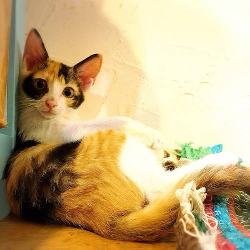 治療と通院、よく頑張りました（保護主さん提供）