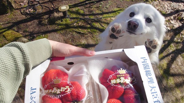 わぁ♡なお手々が可愛すぎる楽くん（提供：くーさんママさん）