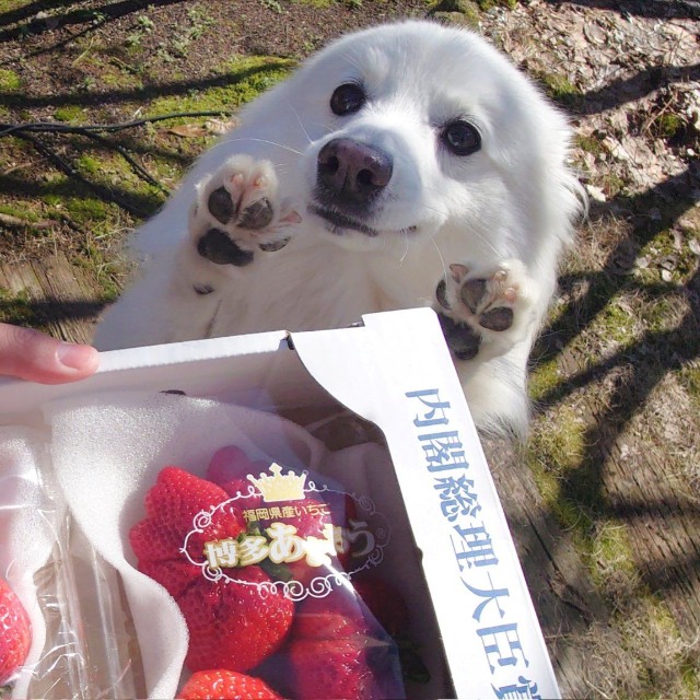 わぁ♡なお手々が可愛すぎる楽くん（提供：くーさんママさん）