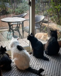 窓一枚を隔てて、家猫たちと外猫（小虎くん）が見つめ合う