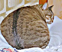 丸い背中がかわいすぎる！ すやすや眠るさくらちゃん（画像提供：どっちさん）