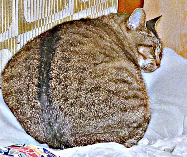 丸い背中がかわいすぎる！ すやすや眠るさくらちゃん（画像提供：どっちさん）